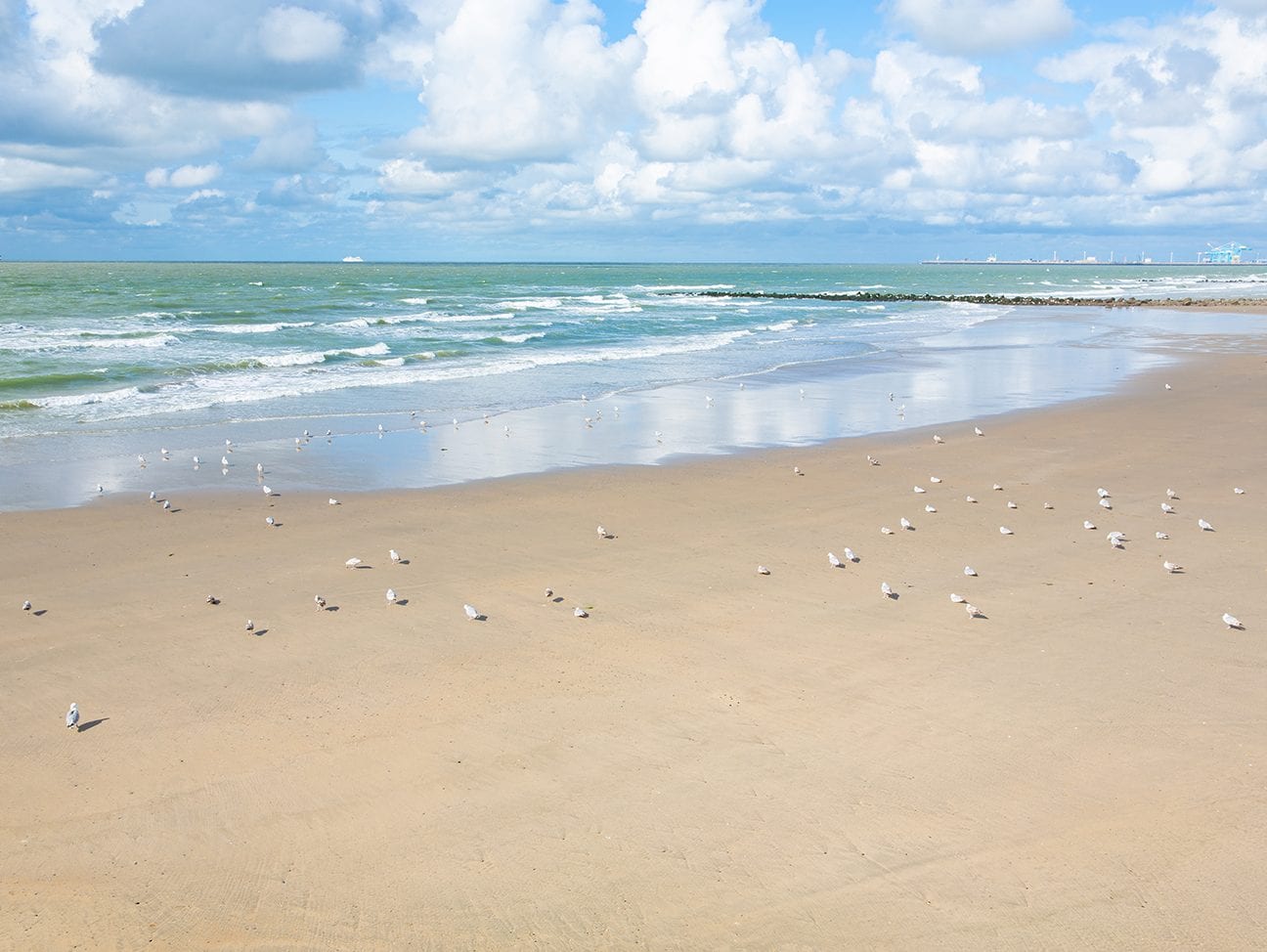 Toalha de Praia / Banho Cavalo Selvagem Único