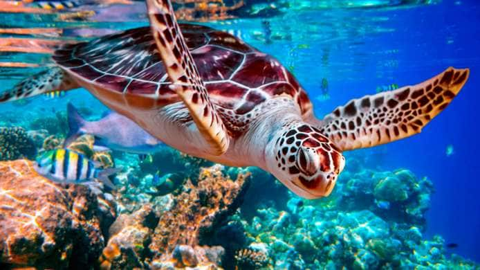 Saiba como é nadar com arraias em Stingray City, nas Ilhas Cayman